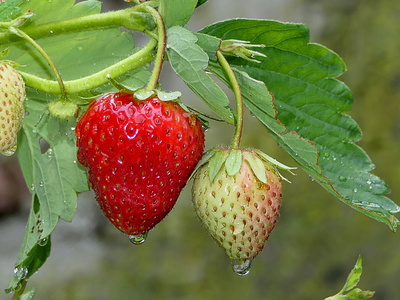 Erdbeersaison