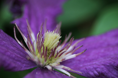 Clematis mit Lausbefall