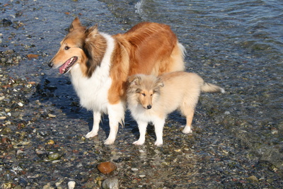 American Collie 0001
