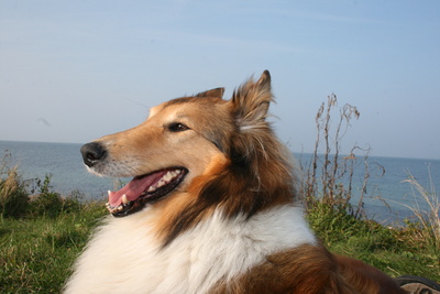 American Collie 0005