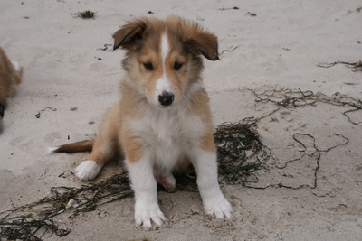 American Collie 0006