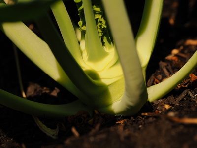 kohlrabi