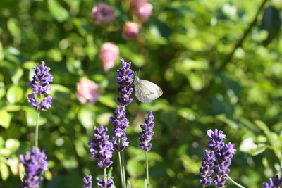 Lavendel und ein weißer Schmetterling