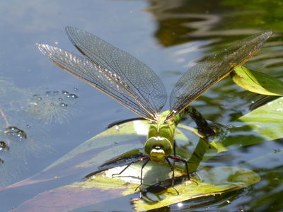 Libelle bei Eiablage