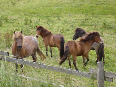 Pferde  im  Sauerland