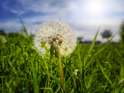 Pusteblume im Gras