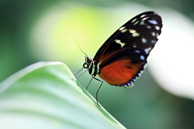 Noch ein Schmetterling