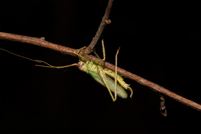 Grashüpfer