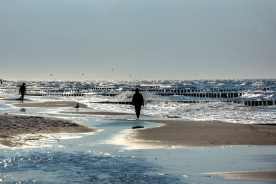 Strandläufer Strandläufer