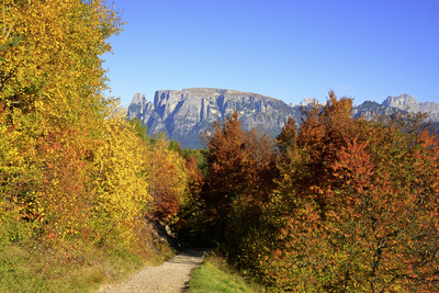 Herbstwald mit Schlern, Südtirol