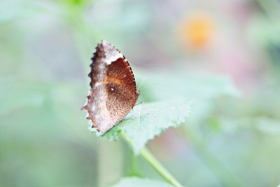 Schmetterling6