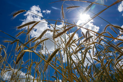 In der Sonne gereift In der Sonne gereift