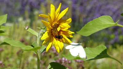 Insektennahrung