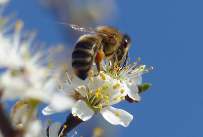 Biene auf Schlehenblüte