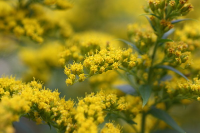 Goldruten in Blüte