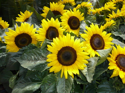 Lauter Sonnenblumen