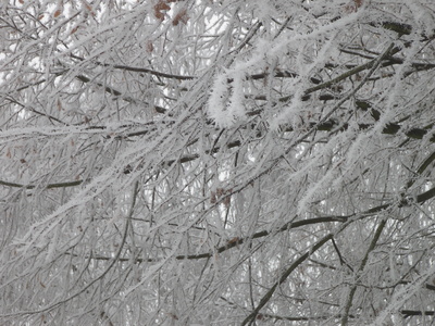 Bäume mit Eiskristallen