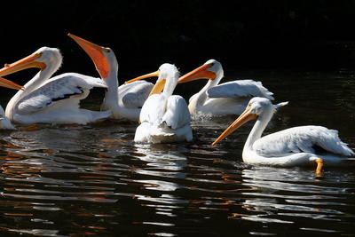 Pelikane beim SonnenBaden