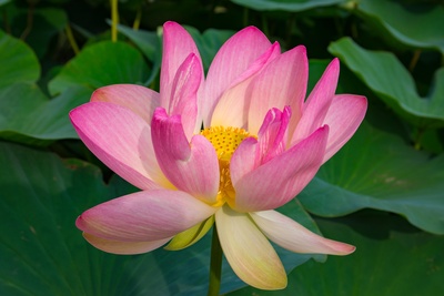 Heilige Lotusblume