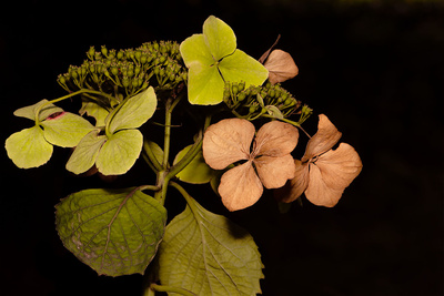 Tellerhortensie