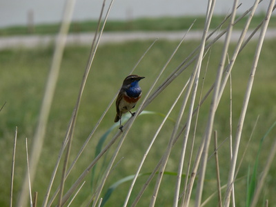 Blaukehlchen am Halm