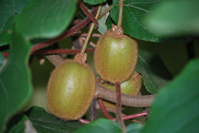 Kiwifrüchte