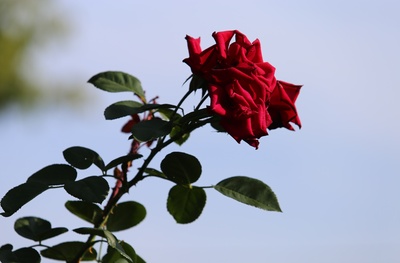 Eine einsame Rose