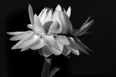 Strohblume Schwarzweißfotografie