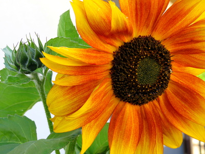 Zweifarbige Sonnenblume