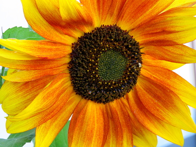 Zweifarbige Sonnenblume