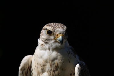 Steinadler- Portrait