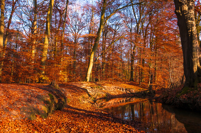 Herbstpracht Herbstpracht