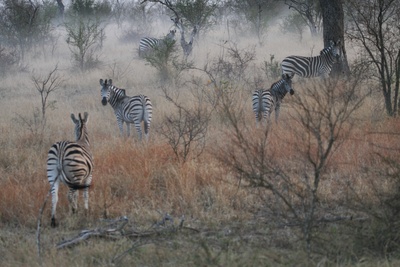 Zebras im Nebel