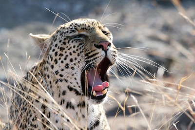 Müder Leopard