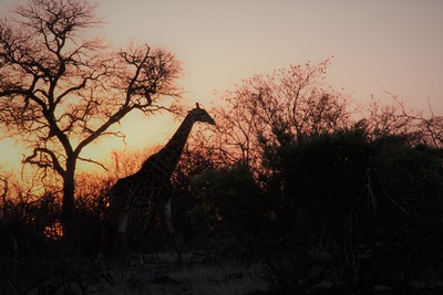 Sonnenuntergang mit Giraffe