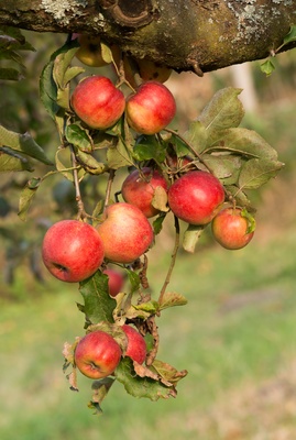 Herbstäpfel