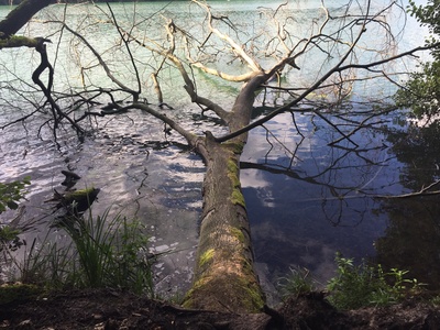 Umgestürzter Baum im Wasser / Foto: Alexander Hauk