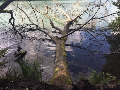 Umgestürzter Baum im Wasser Umgestürzter Baum im Wasser