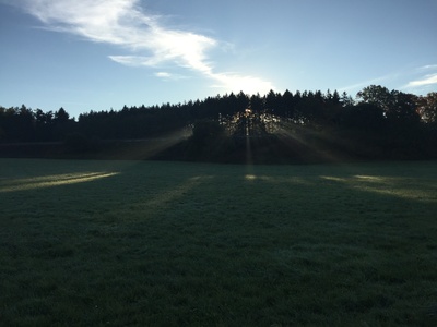Sonnenstrahlen brechen sich duch Wald Sonnenstrahlen brechen sich duch Wald