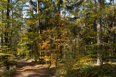 Spaziergang im Herbstwald