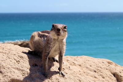 Hörnchen auf Fuerteventura