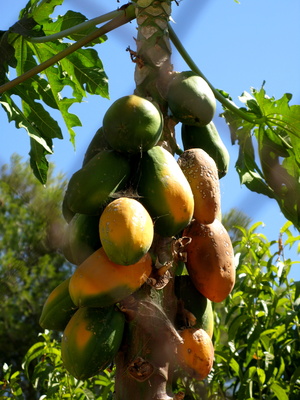 Mangos frisch am Baum