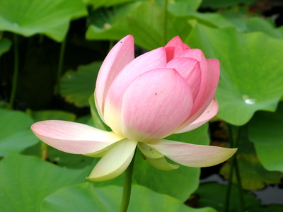 Lotus, immer wieder schön