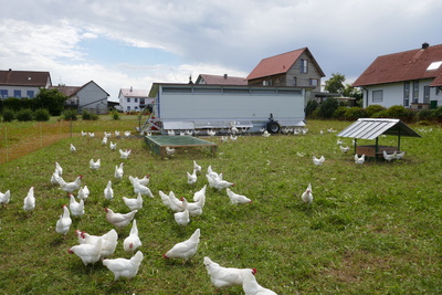 Mobiler Hühnerstall