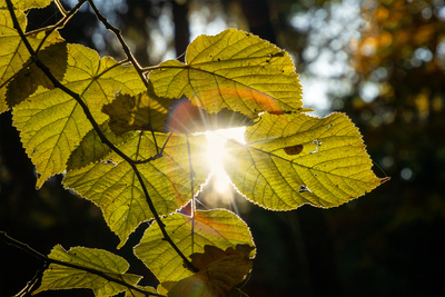 Im Gegenlicht Im Gegenlicht