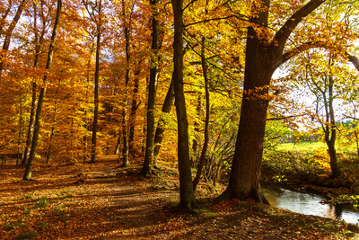 Goldener Herbst Goldener Herbst
