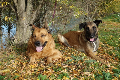 Herbstliche Hunde
