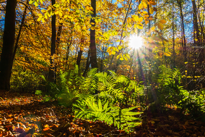 Leuchtender Herbst Leuchtender Herbst