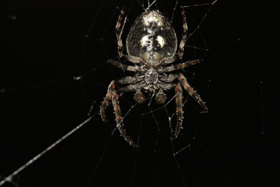 Spinne bei Nacht