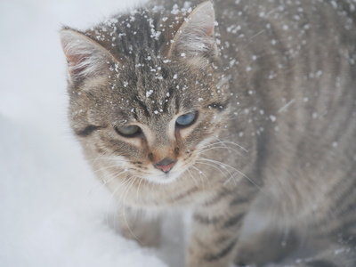 ABC, die Katze lief im Schnee